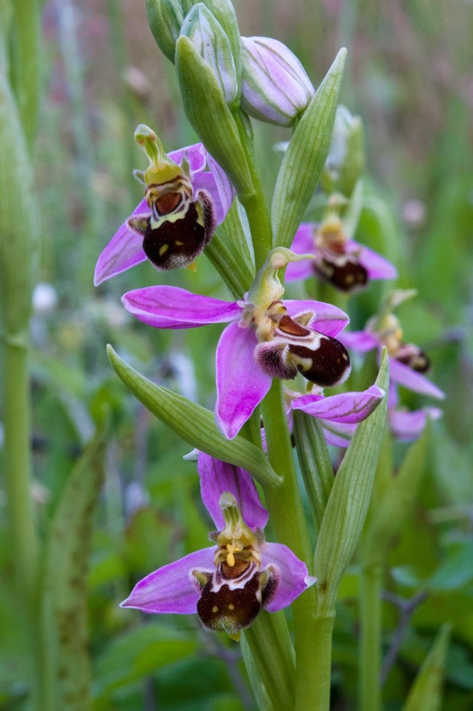 Ophrys-apifera-2387_94_2023.jpg
