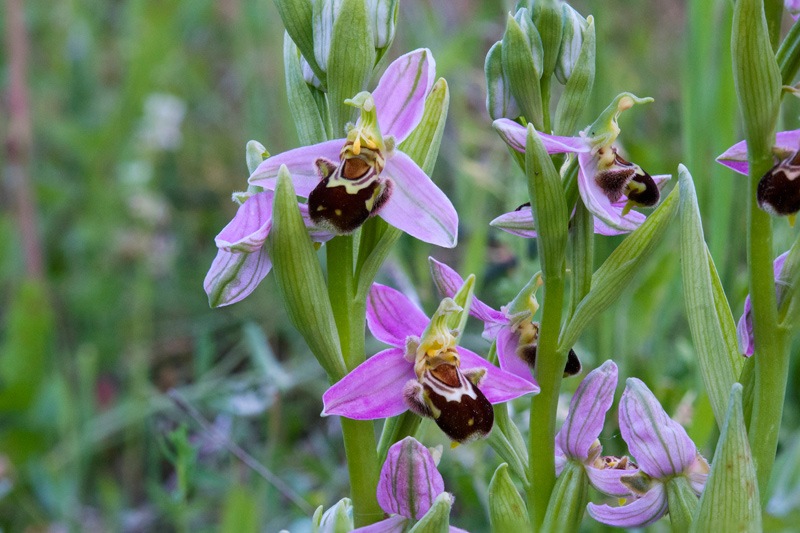 Ophrys-apifera-2412_18_2023.jpg