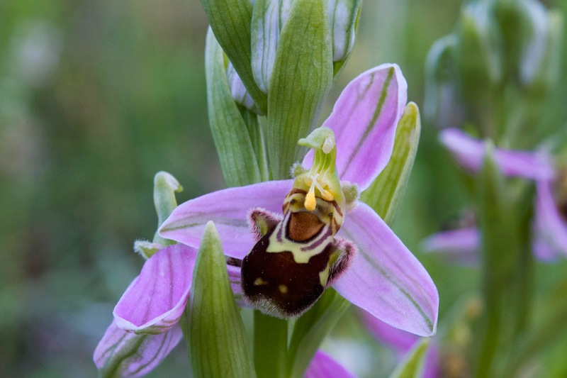 Ophrys-apifera-2419_23_2023.jpg