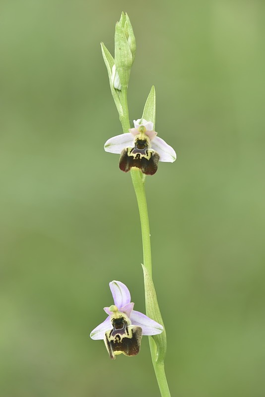 Ophrys_tetraloniae2.jpg.844b4089373f2efe68714f593d0f2186.jpg