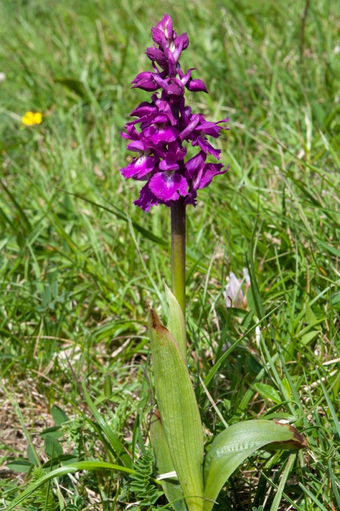 Orchis-mascula-subsp-speciosa-477_80_2023.jpg