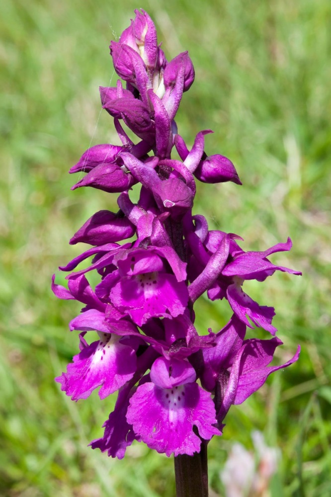 Orchis-mascula-subsp-speciosa-481_88_2023.jpg