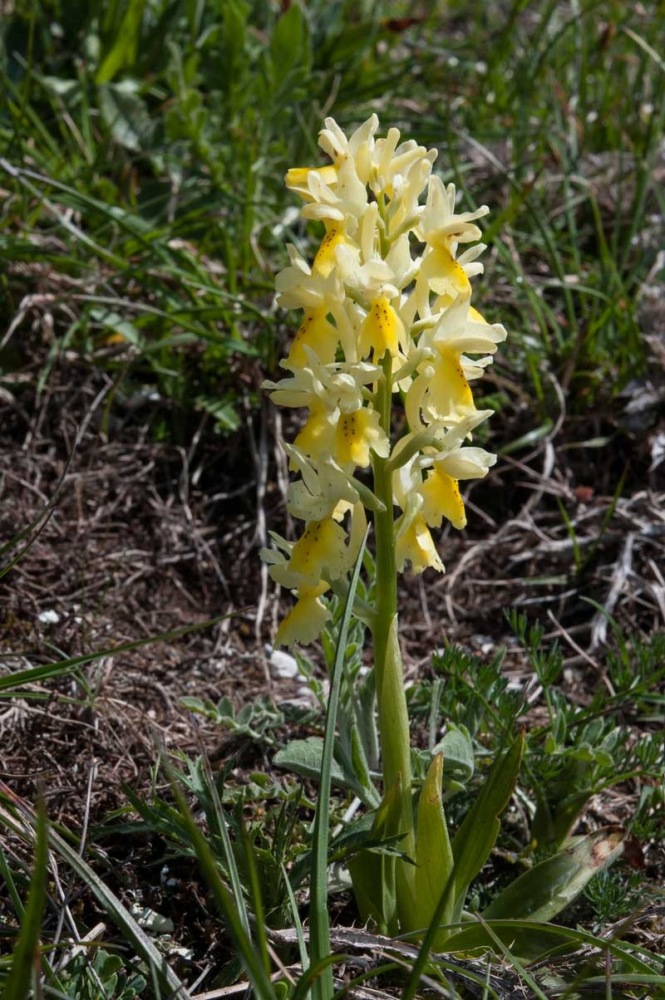 Orchis-pauciflora-553_2023.jpg