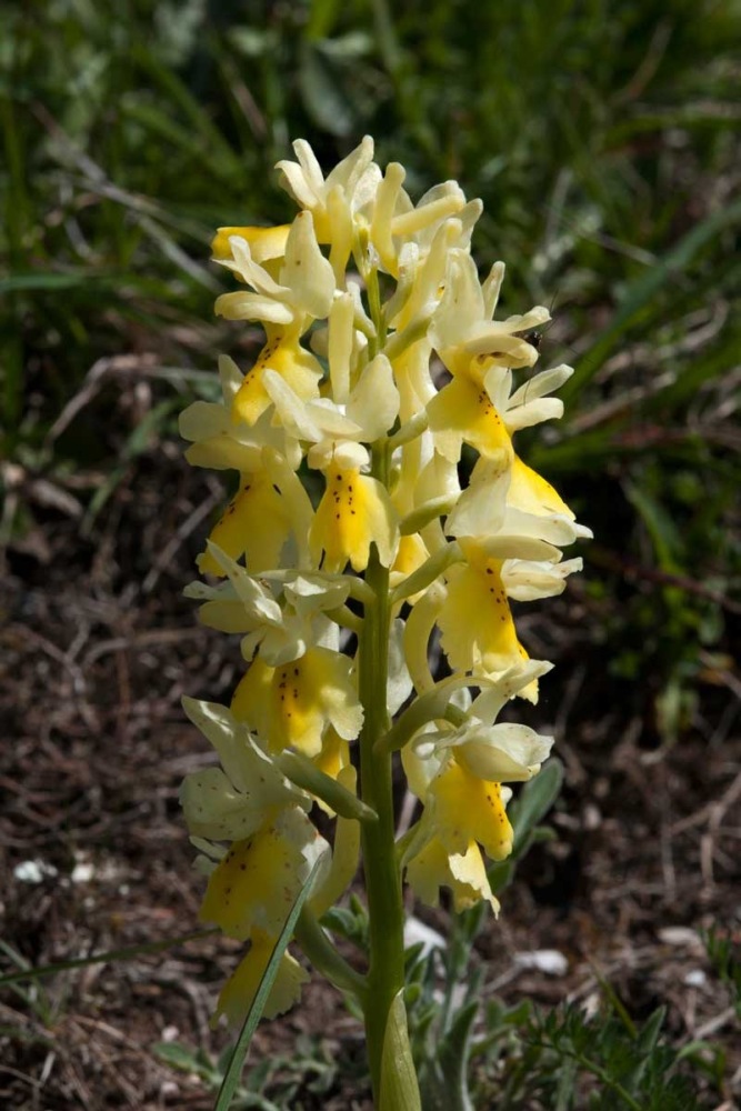 Orchis-pauciflora-561_64_2023.jpg