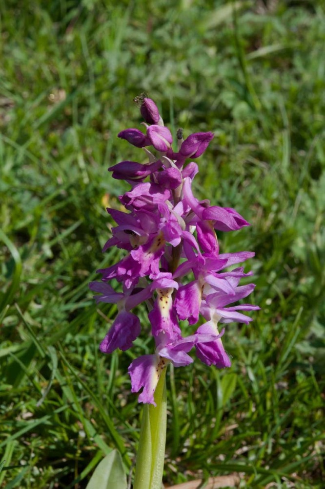 Orchis-xcolemanii-360_63_2023.jpg