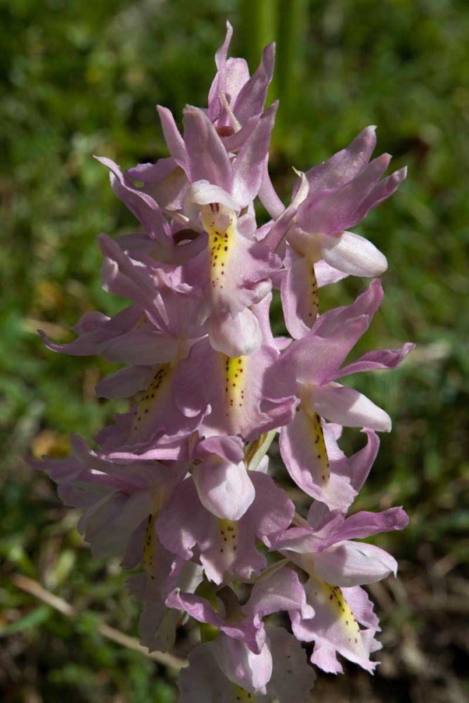 Orchis-xcolemanii-376_84_2023.jpg