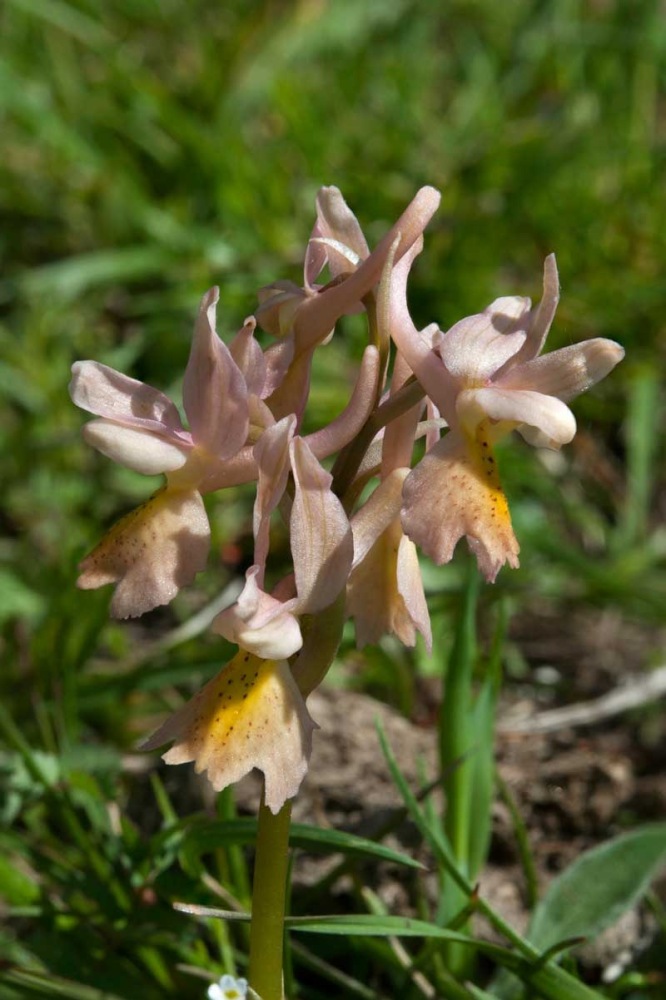 Orchis-xcolemanii-399_06_2023.jpg