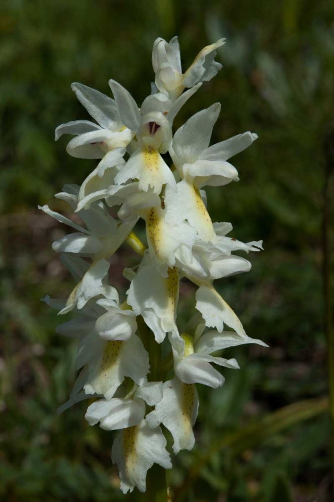 Orchis-xcolemanii-428_37_2023.jpg