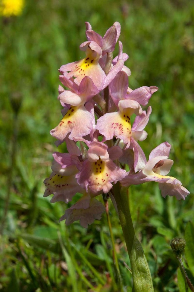 Orchis-xcolemanii-446_50_2023.jpg