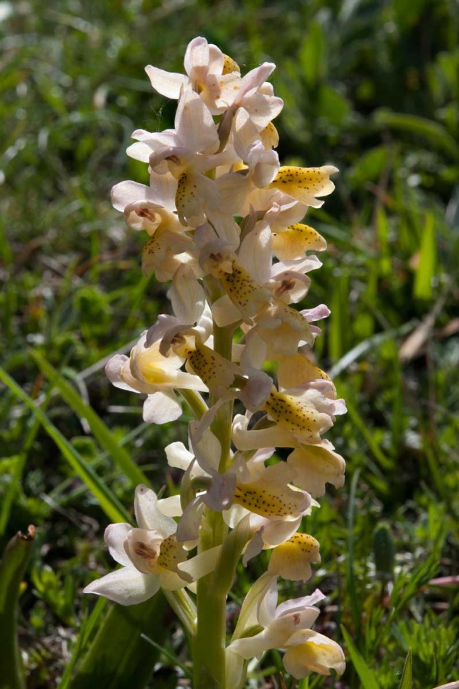 Orchis-xcolemanii-500_05_2023.jpg