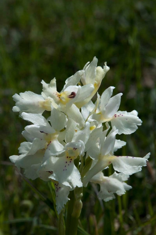 Orchis-xcolemanii-539_41_2023.jpg