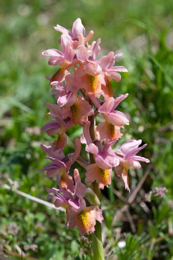 Orchis-xcolemanii-595_02_2023.jpg