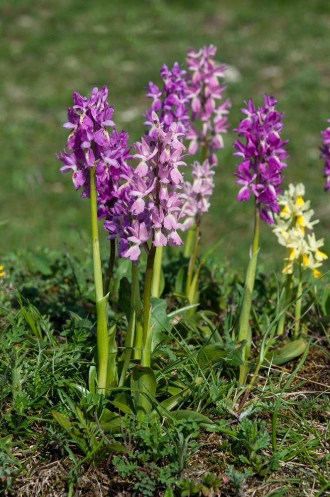 Orchis-xcolemanii-880_2023.jpg