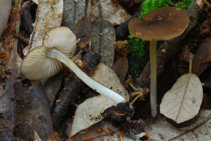 Pluteus-cfr-nanus-03-4.jpg