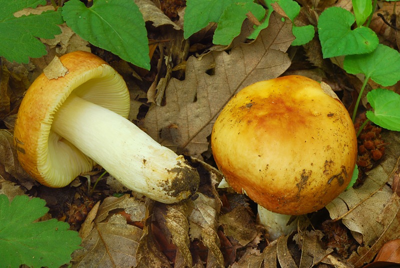 Russula-aurea-02-3.jpg