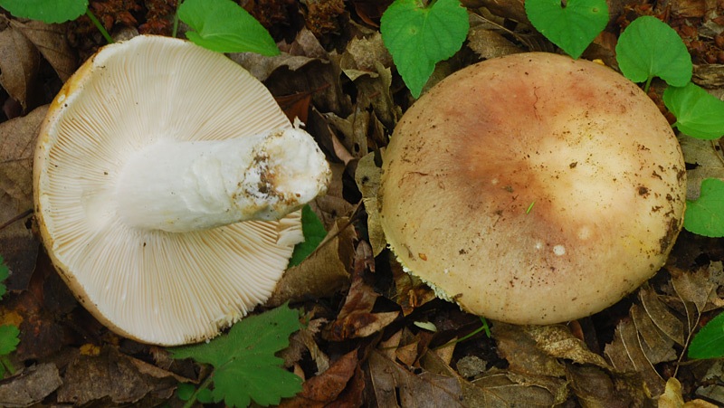 Russula-vesca-01-3.jpg