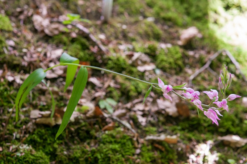 Cephalanthera-rubra-3627_2023.jpg