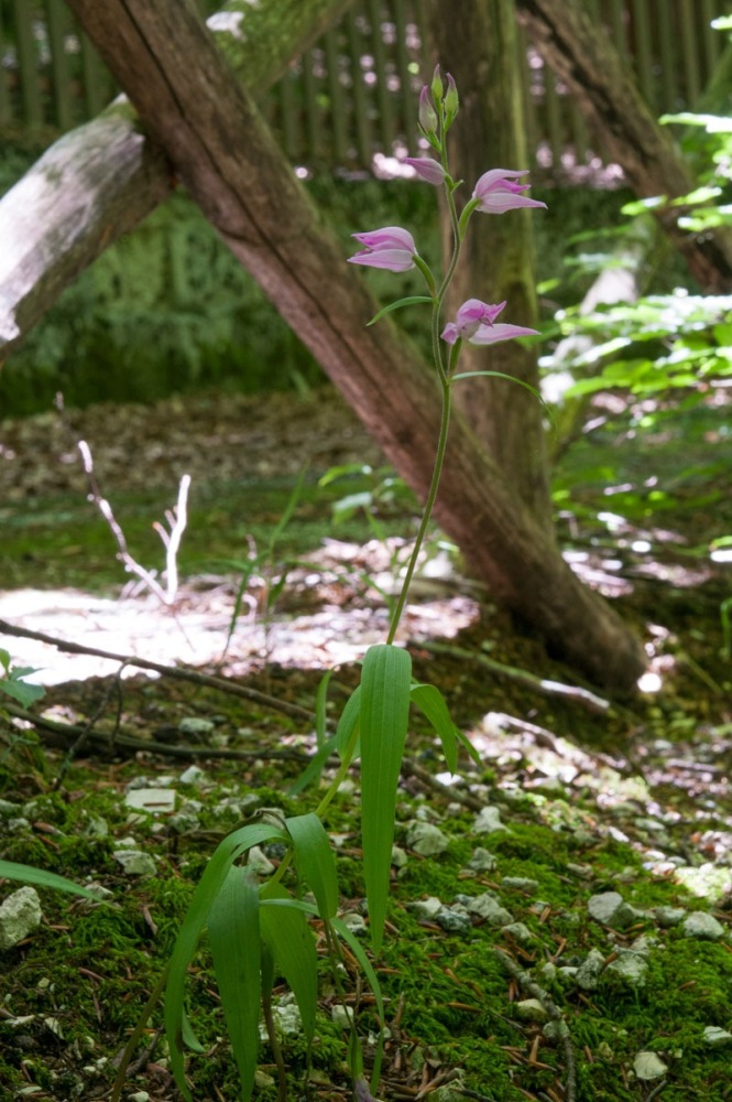 Cephalanthera-rubra-3641_2023.jpg