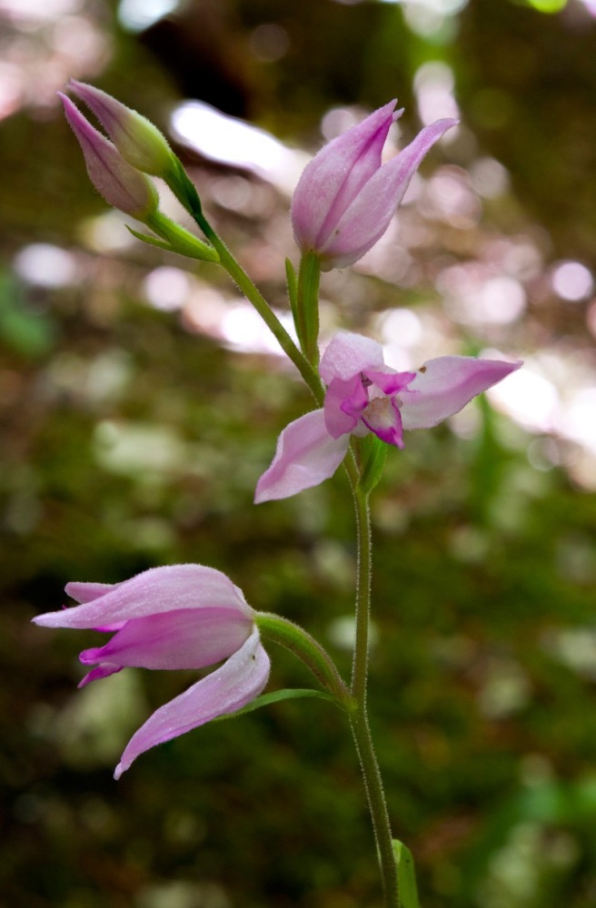 Cephalanthera-rubra-3653_58_2023.jpg