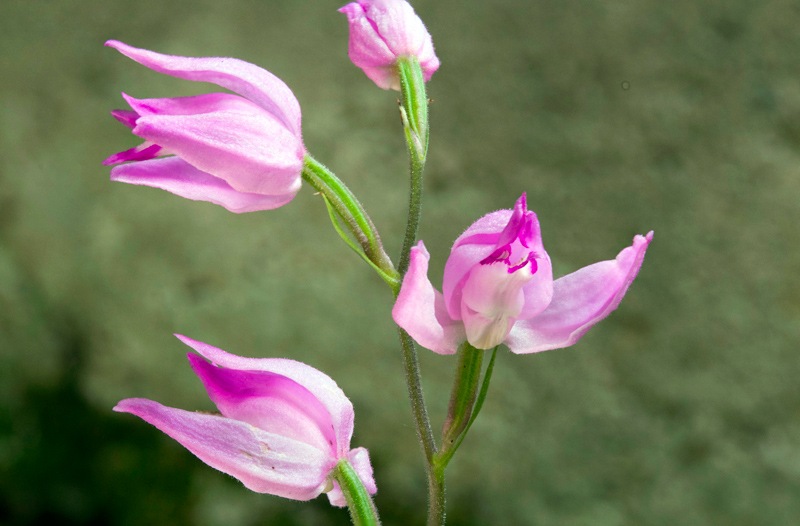 Cephalanthera-rubra-3701_07_2023.jpg