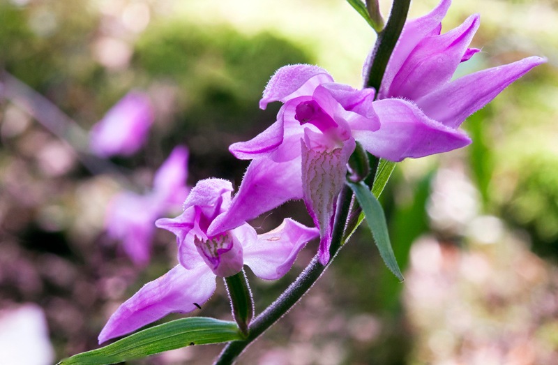 Cephalanthera-rubra-3759_63_2023.jpg