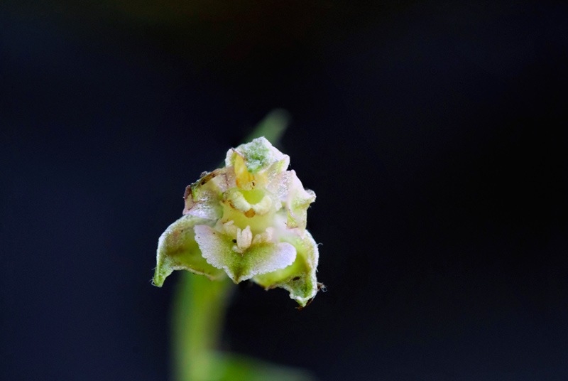 Epipactis-microphylla-3552_57_2023.jpg