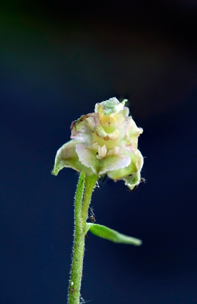 Epipactis-microphylla-3561_68_2023.jpg