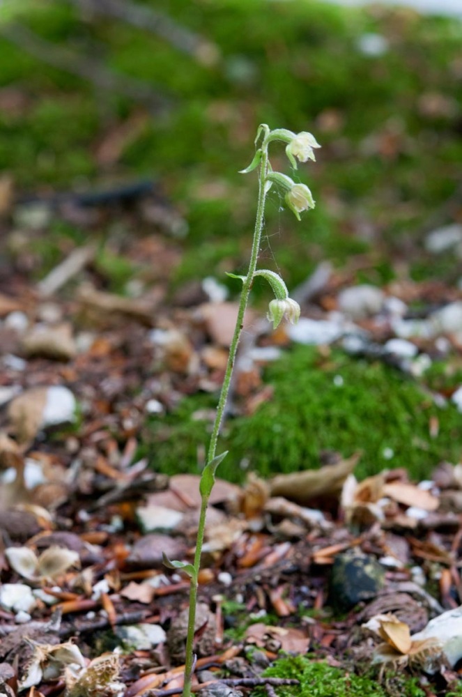 Epipactis-microphylla-3581_86_2023.jpg