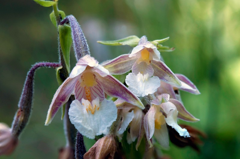 Epipactis-palustris-3350_53_2023a.jpg