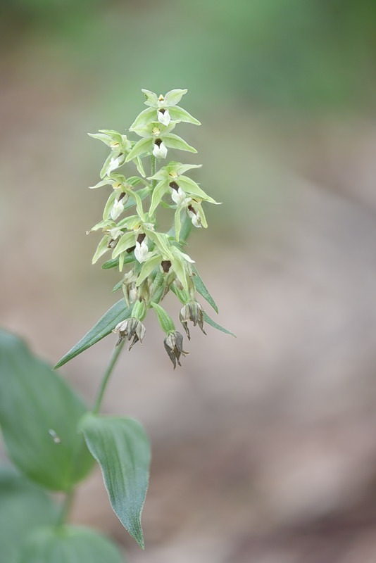 Epipactis_neglecta8.jpg.5f427dc364a63657fbac29fca6050052.jpg