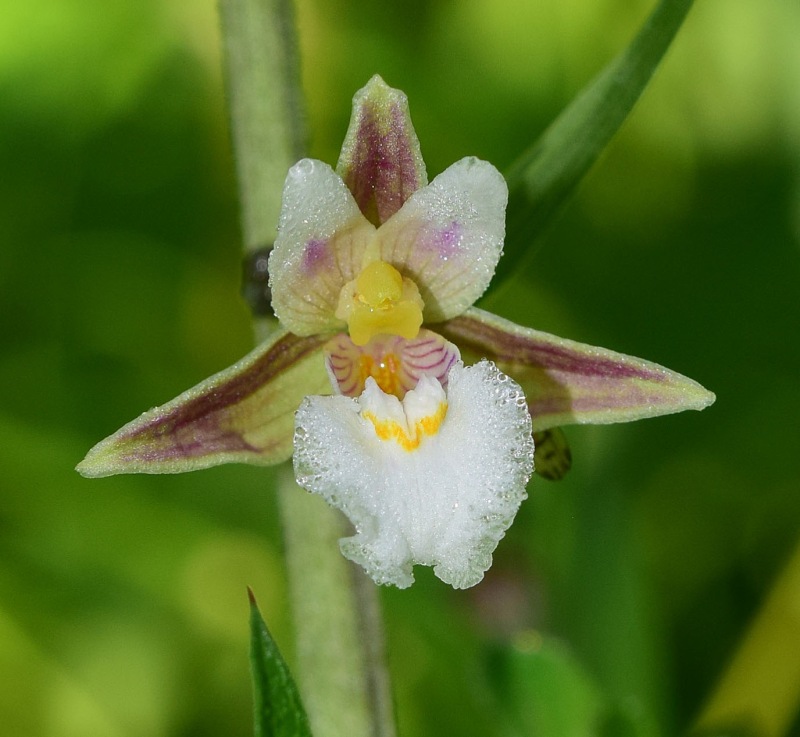 Epipactis palustris (L.) Crantz 1769. 8 Recoaro.jpg