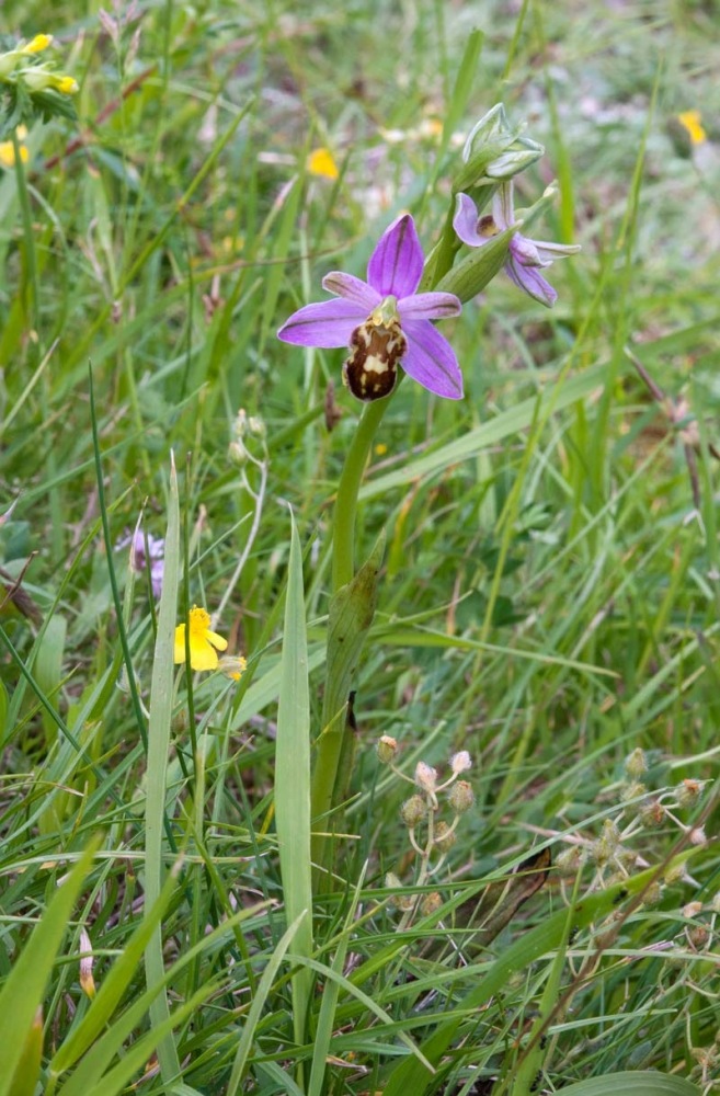Ophrys-apifera-var-botteronii-2770_74_2023.jpg