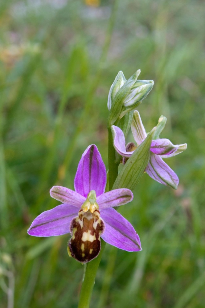 Ophrys-apifera-var-botteronii-2796_03_2023.jpg