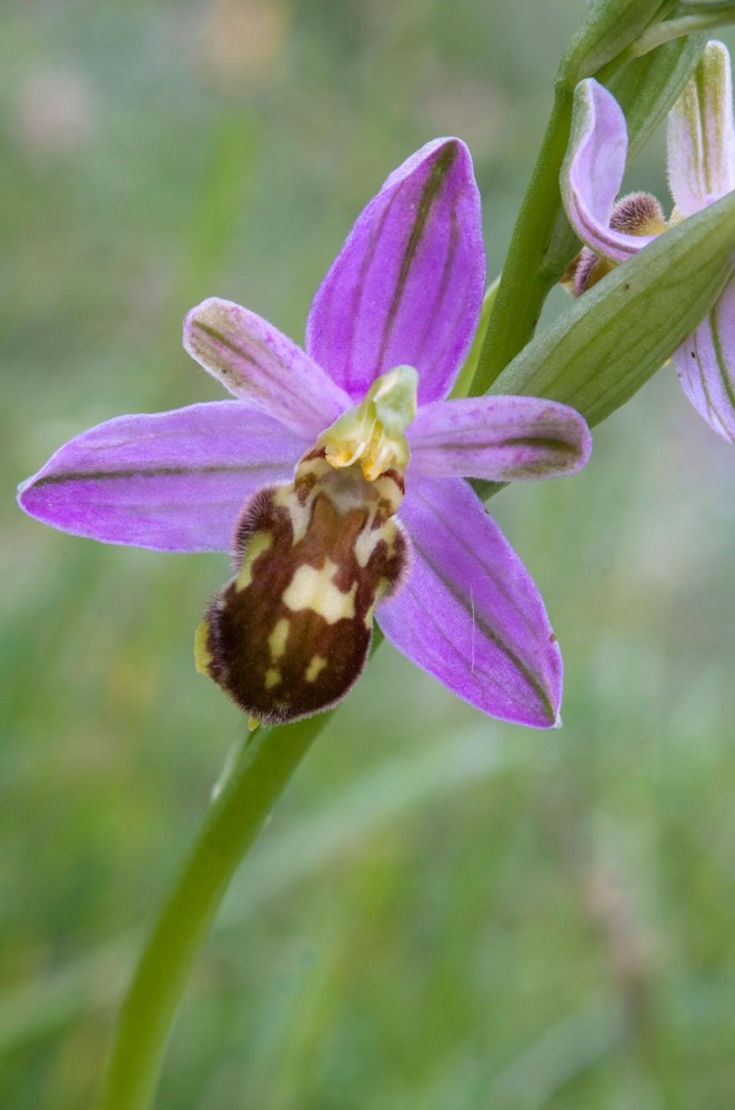 Ophrys-apifera-var-botteronii-2805_06_2023.jpg