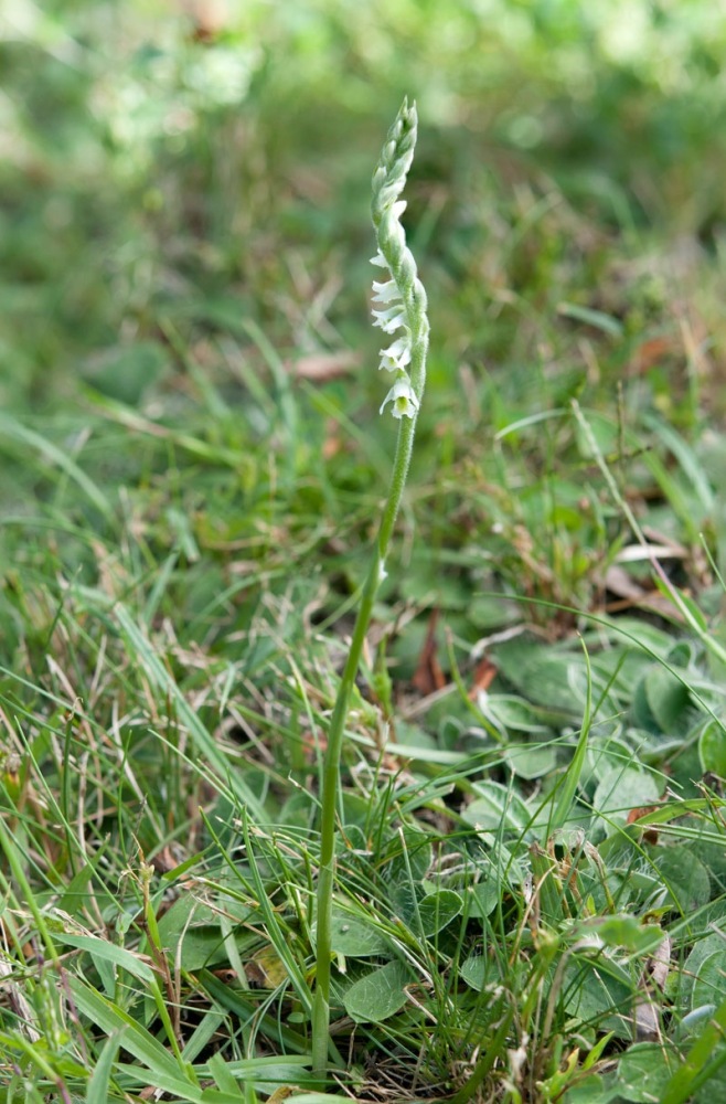 Spiranthes-spiralis-3833_38_2023.jpg