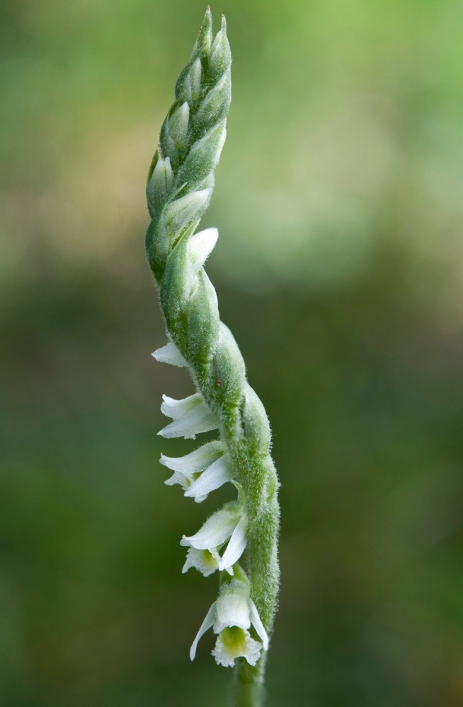 Spiranthes-spiralis-3848_55_2023.jpg