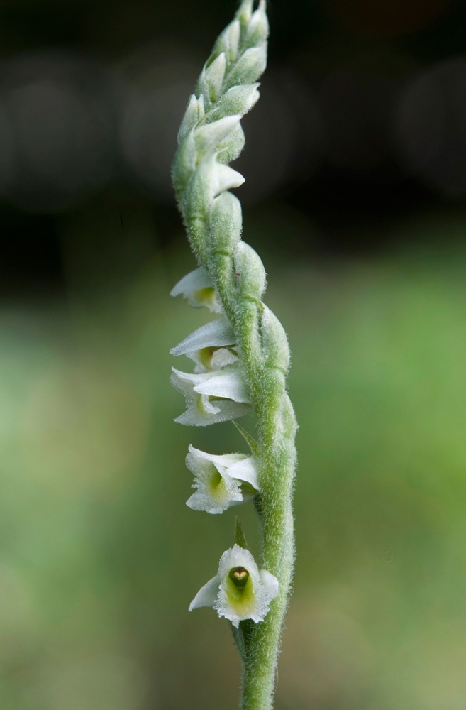 Spiranthes-spiralis-3861_66_2023.jpg