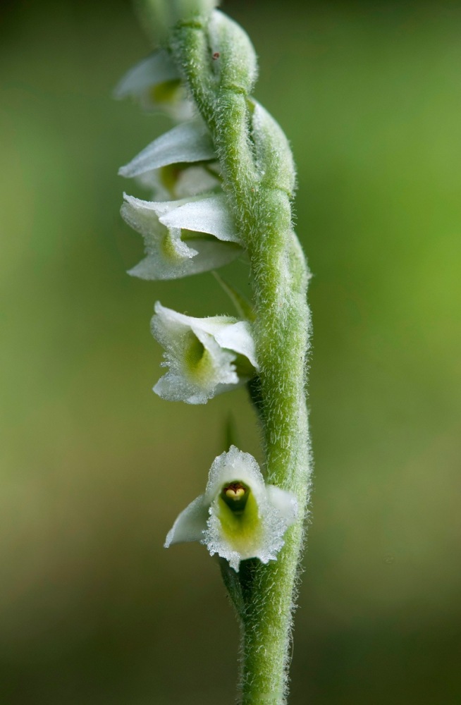 Spiranthes-spiralis-3882_87_2023.jpg