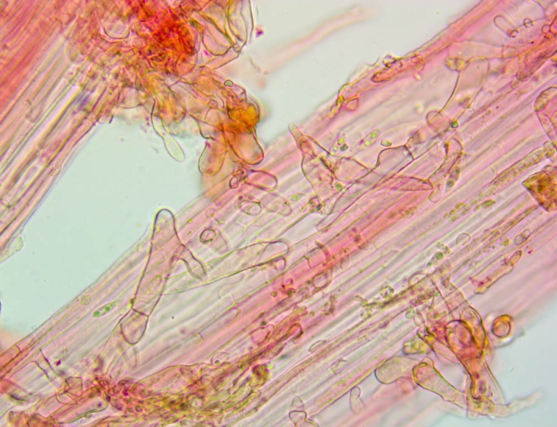 Caulocistidi(1).thumb.jpg.2a0beacb42cf798c6989e24845a22b1c.jpg