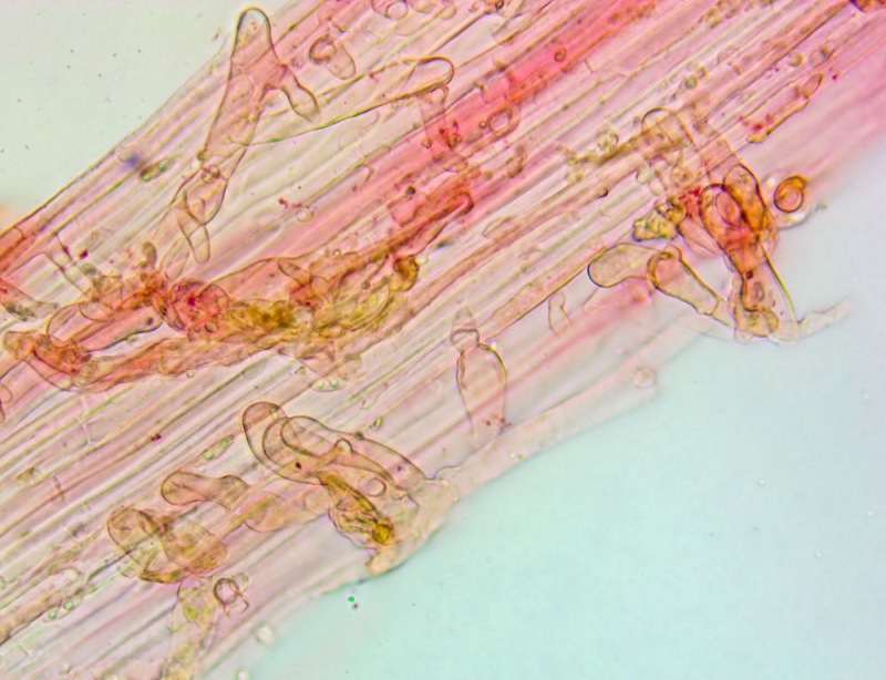 Caulocistidi(2).thumb.jpg.935f1ef1eafd2502cd4c5c2481f20cfa.jpg