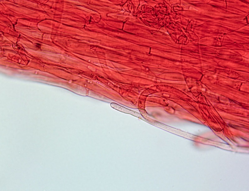 Caulopellis(1).thumb.jpg.939e23ad816e1e474c1b35e2817c1205.jpg