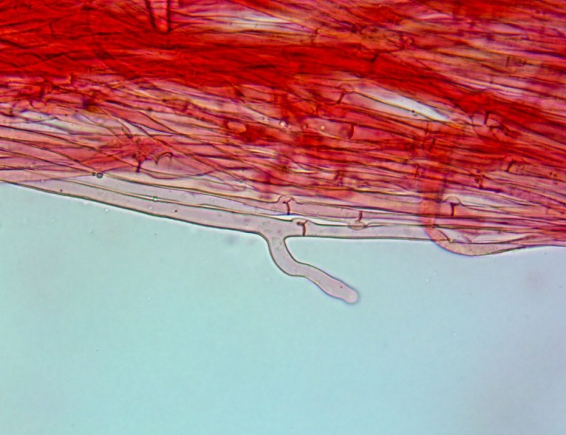 Caulopellis(3).thumb.jpg.aa171c9fb523c1f82c66961d62a16d23.jpg