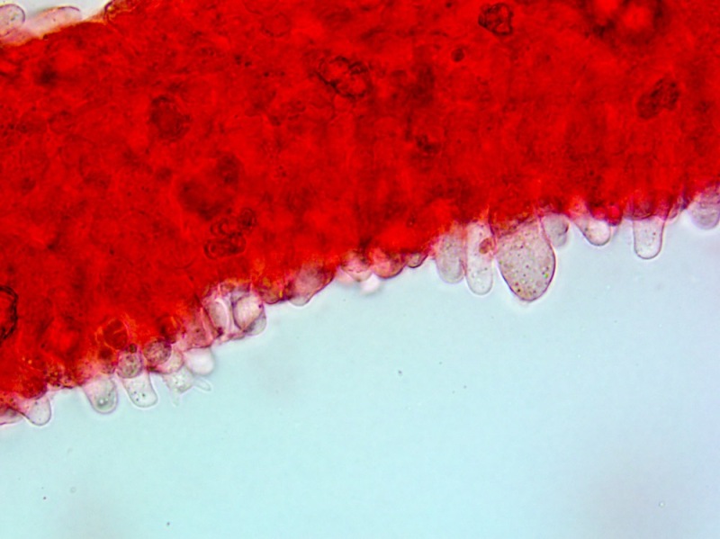 Cheilocistidi(4).thumb.jpg.e5fb3cbd019b205555a4722d4765b2ac.jpg