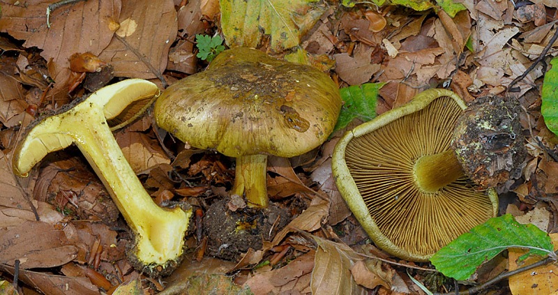 Cortinarius-splendens-B1-05.jpg