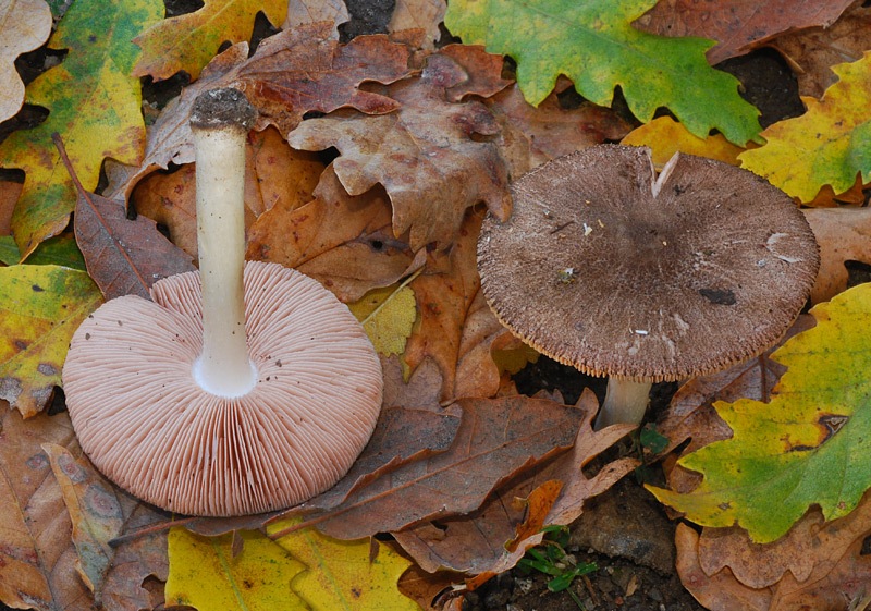 Pluteus-sp-03-4.jpg