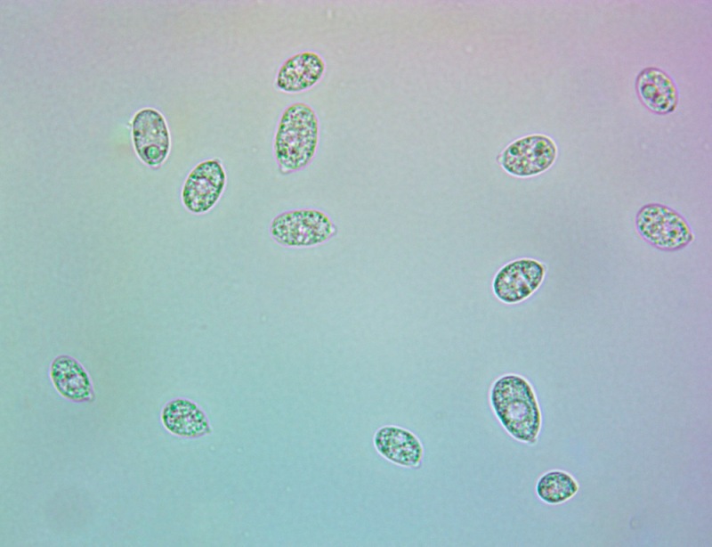 Spore100x(1).thumb.jpg.b97ca7067630ed28a4a253b0477699dc.jpg