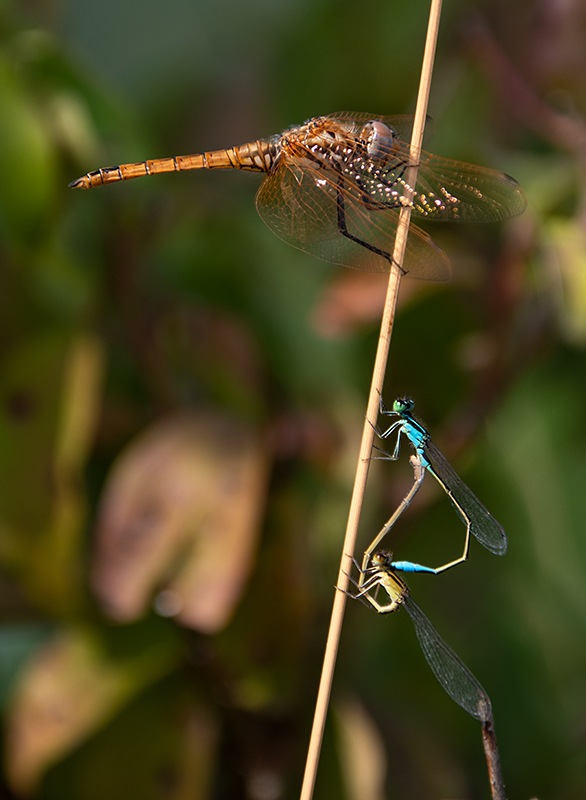 01_-Ischnura-elegans-copula-_-Trithemis-annulata-maschio-imm-(10).jpg.fcc09991e51c6cf1ff4e827db1038195.jpg