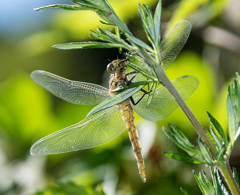 04_-Orthetrum-cancellatum_-maschio-neo-sfarfallato-con-emolinfa-(4).jpg.519ea2e56e7e798d67d6ba8ec13a9a81.jpg