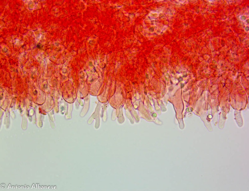 11(4).thumb.jpg.936b319e4c654f421a0ab1aa2541928d.jpg