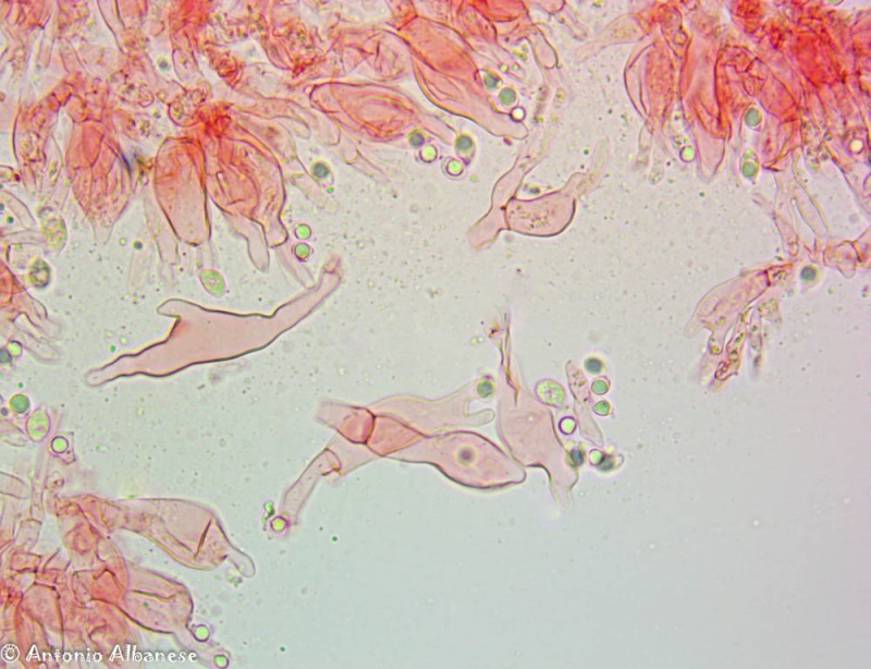 11(9).thumb.jpg.af272ab17d5321e1bc4c89a1bce95ab1.jpg